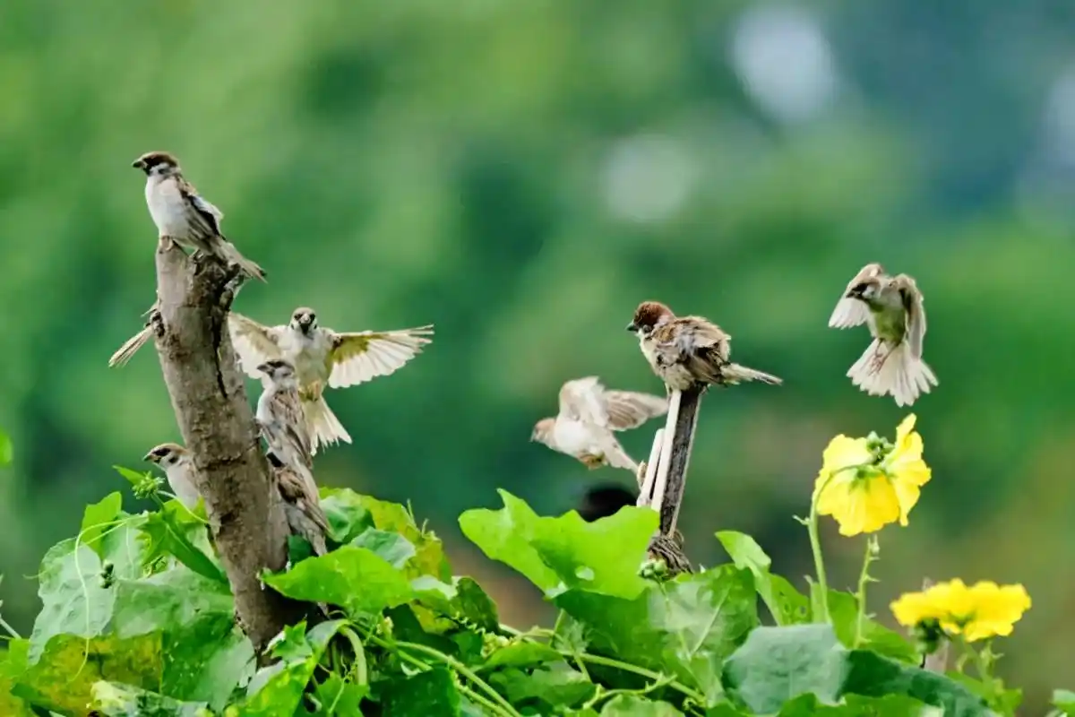 卓依婷#图片小麻雀随拍.喜欢春雨的多情,享 - 抖音