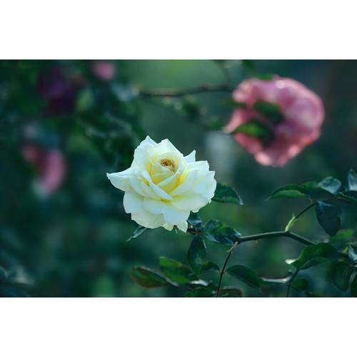 原创高清花卉摄影-欧月/月季/黄玫瑰(1张) 高分辨率图片