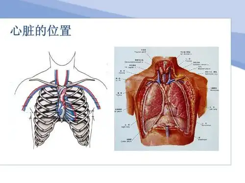 心脏的位置