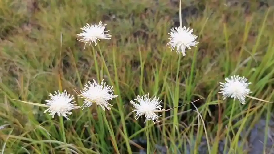 葱状灯芯草 灯芯草科 灯芯草属