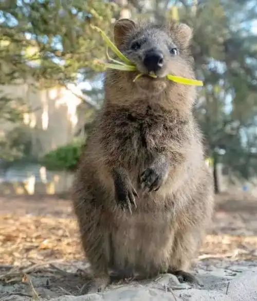 宠爱短尾矮袋鼠开心吃树叶笑容满分