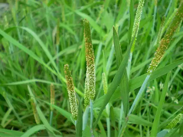 小穗椭圆形或卵状长圆形,颖膜质,基部互相连合,脊上有细纤毛,侧脉下部