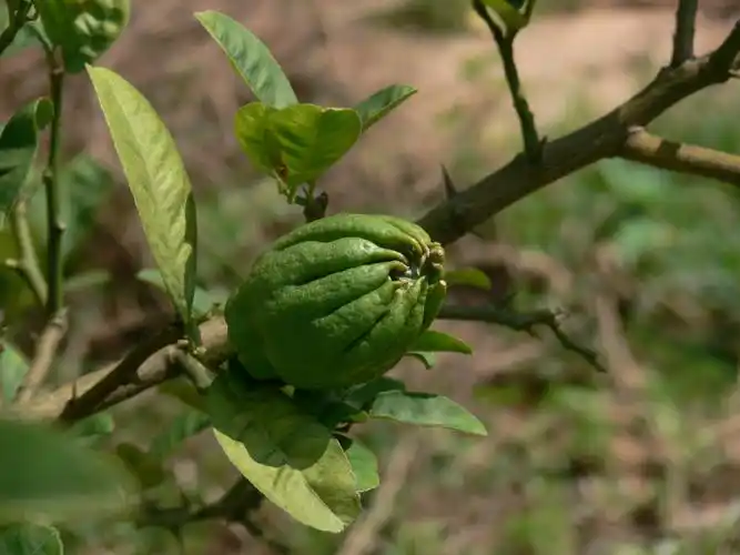 功效:佛手,玫瑰花冲泡共饮,能达疏肝理气效用,适用于调治肝郁气滞,胸