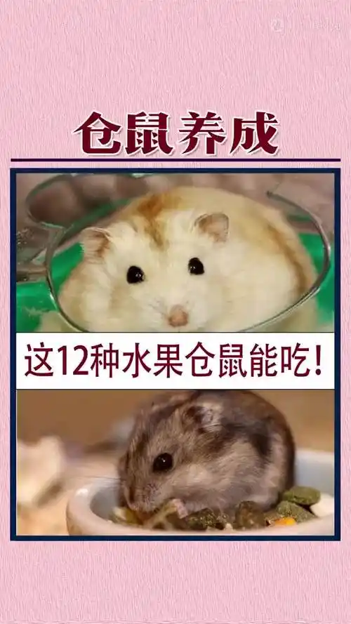 仓鼠可以吃哪些水果呢