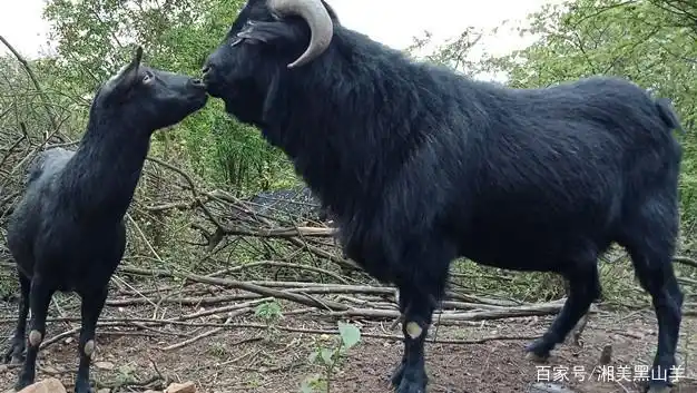 湘美黑山羊