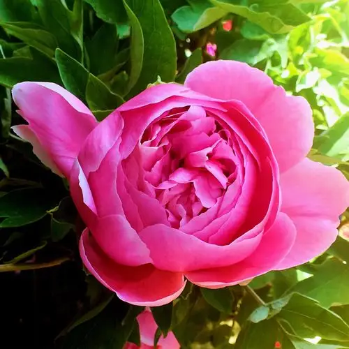 天下真花独牡丹