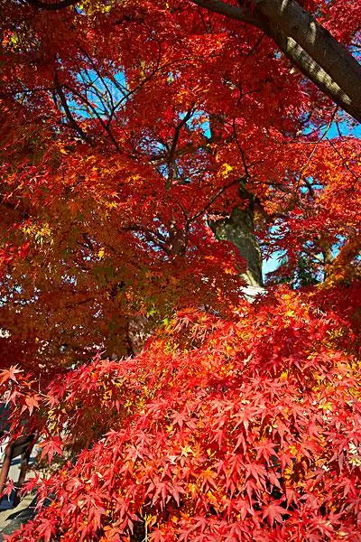 枫树图片大全(中国红枫树图片大全)