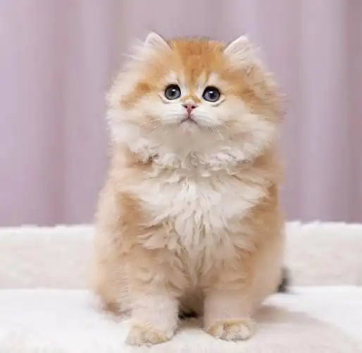 长毛金渐层一般多少钱