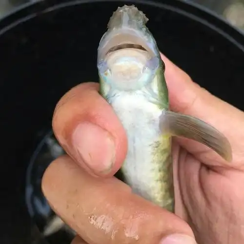 下图为      东方墨头鱼  garra orientalis  ,俗称  火柴头,癞鼻子鱼