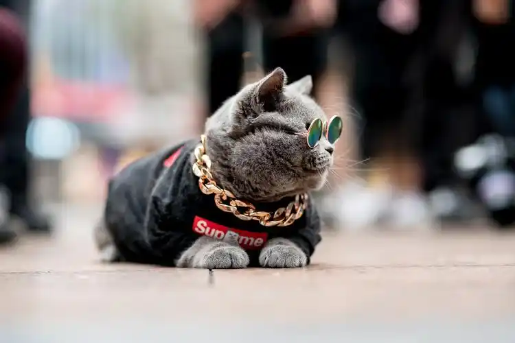 大金链子戴墨镜