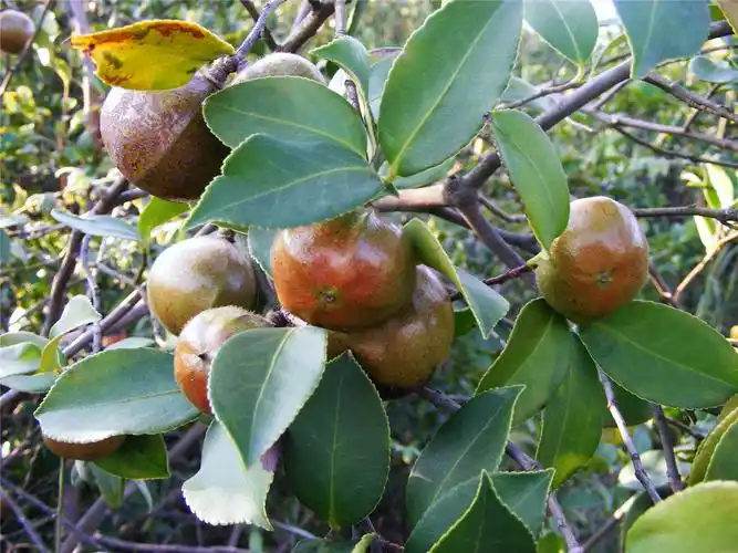 二,油茶果与茶树果