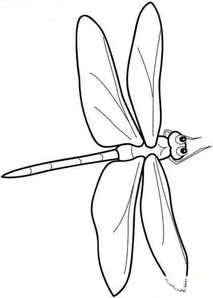 一组漂亮的蜻蜓卡通简笔画形象画法