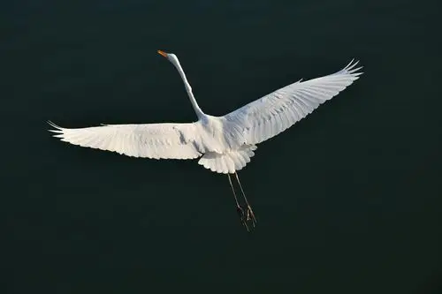 白鹭舞翩跹(二)