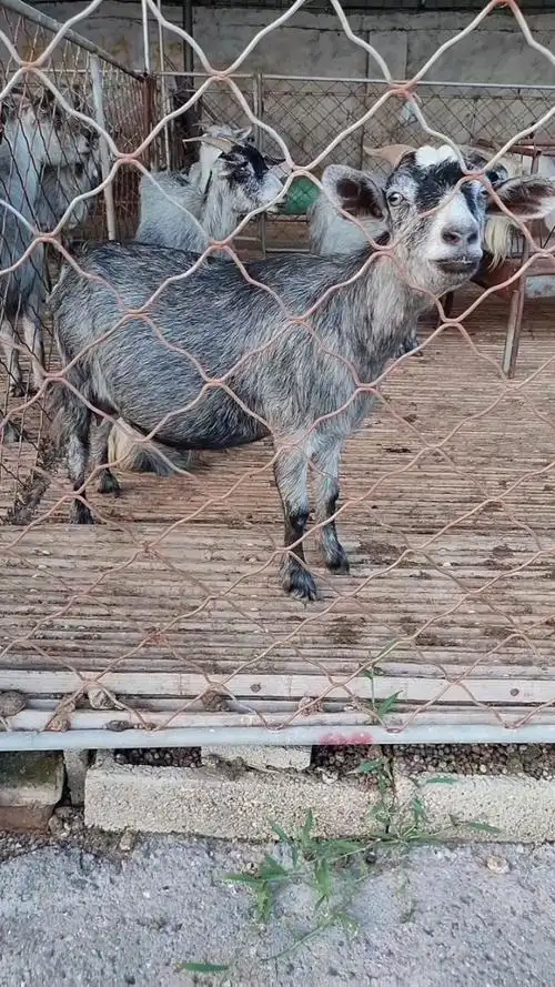 鲁西南青山羊一年两胎好饲养