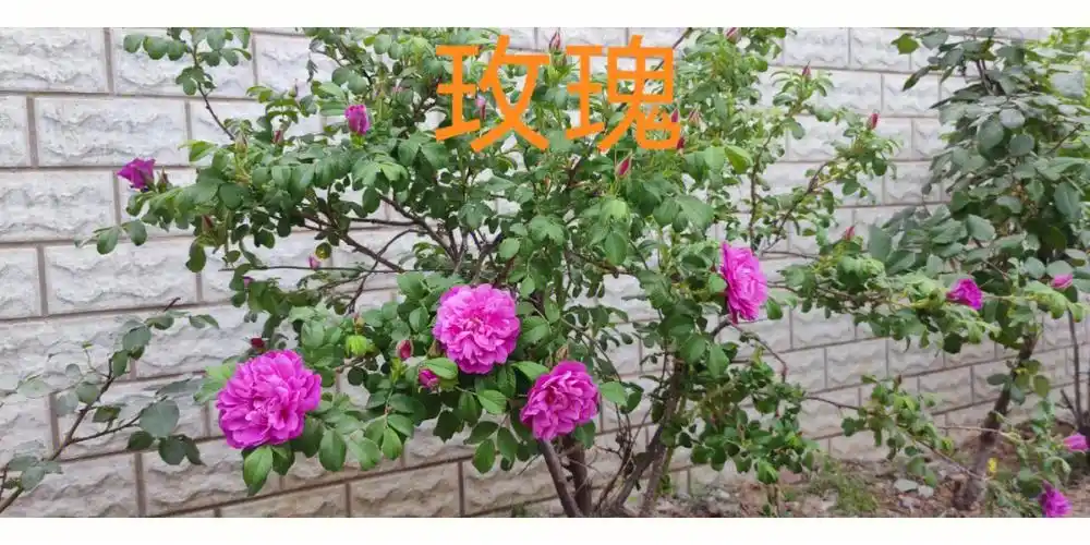 你会区分玫瑰月季蔷薇牡丹与芍药吗