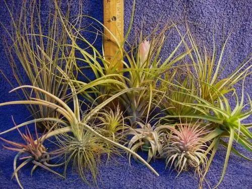 12 different air plants (tillandsia)
