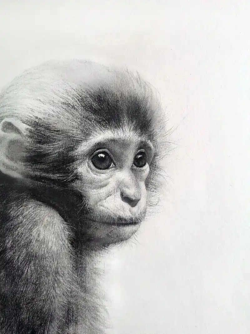 猴子图片版 忙死了,还好有音乐陪伴.