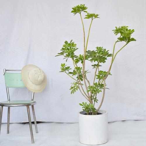 网红造型鸭脚木盆栽室内客厅办公室大型绿植鸭掌木七叶莲耐阴植物