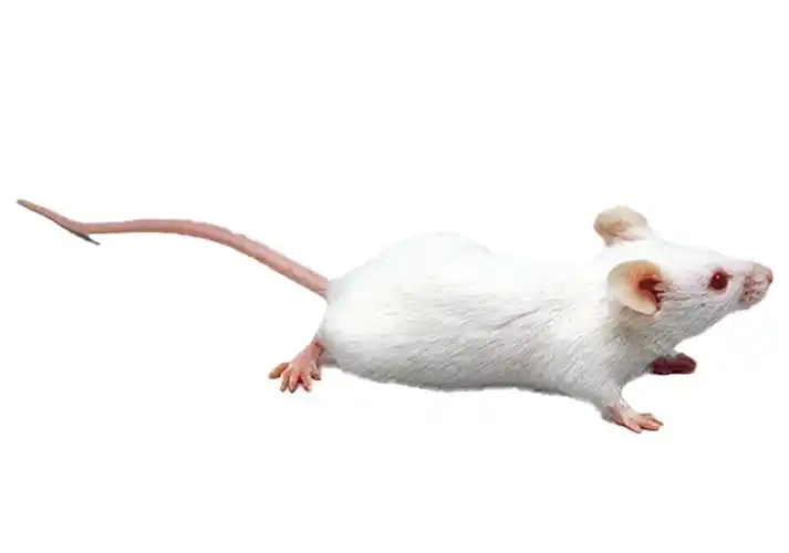 科研创造的天兵神将拓普大小鼠详解