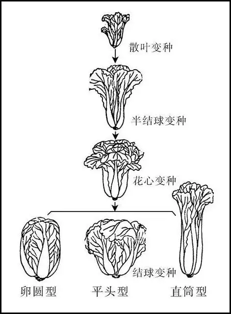 比如韩国大白菜,韩国人做辣白菜,要在每片叶子上抹酱,使用的大白菜以