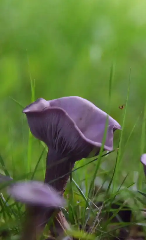 紫色的蘑菇很少见第一次见