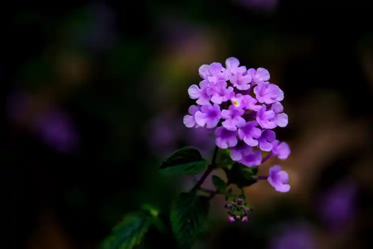 蔓马缨丹(首发)