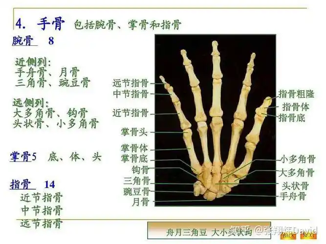 "舟月三角豆,大小头状钩",这是上学时记手部骨头的口诀.