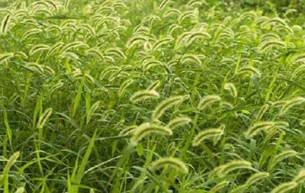 双子叶杂草有哪些 常见的双子叶草本植物