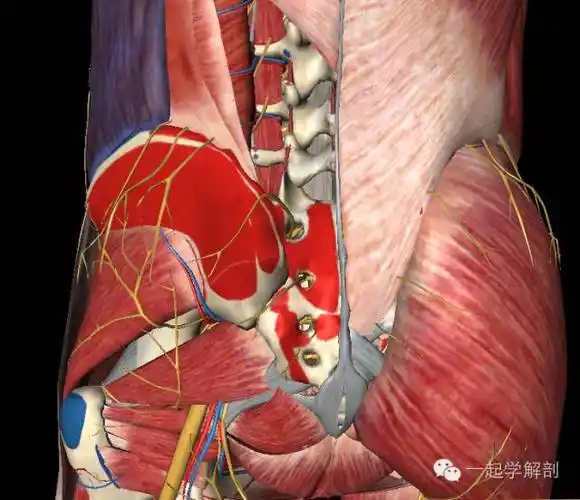 关于髂后上棘 - 好网角收藏夹