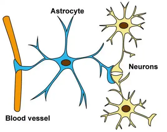 神经元的全天候合作伙伴——胶质细胞