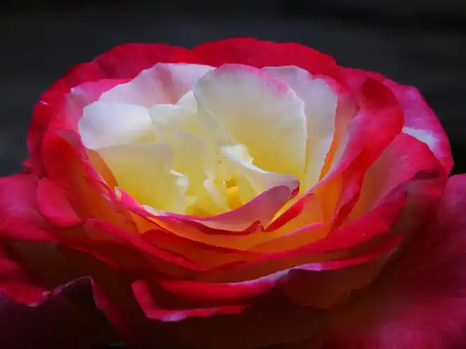 圆明园的三色月季花