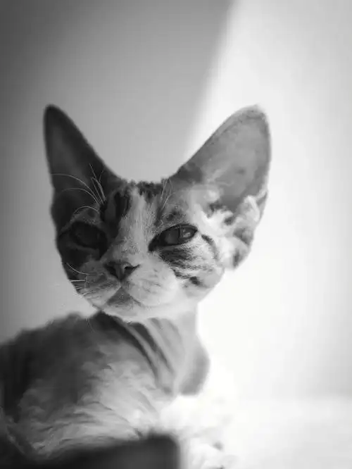 德文卷毛猫黑白vs彩色你喜欢哪个我