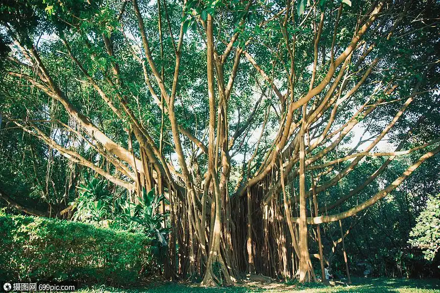 深圳莲花山公园里的参天大树茂密森林日