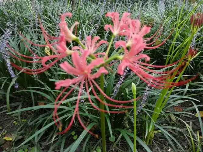 石蒜(别名:龙爪花)