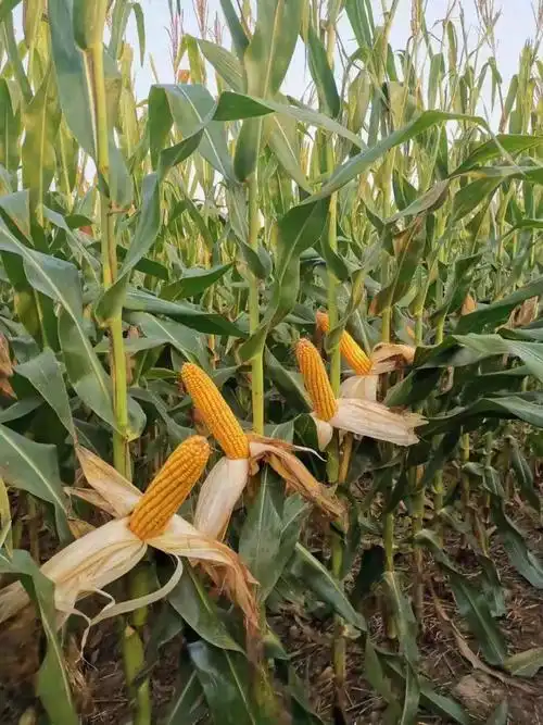 优质玉米档案录隆平638品种大解密