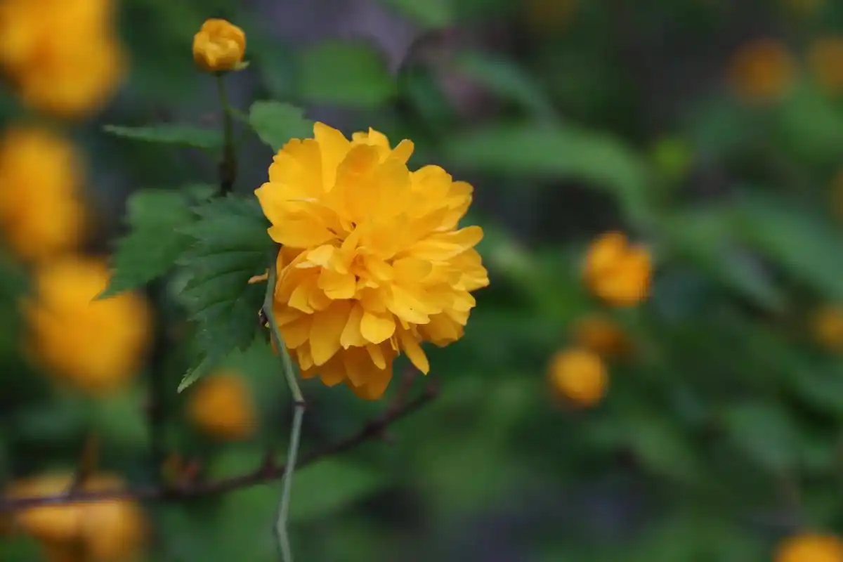 春天的重瓣棣棠
