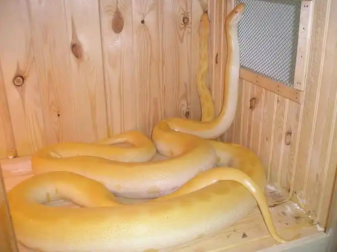 世界上真的有透明的玻璃蛇吗?