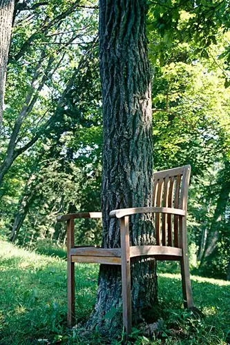 椅子,树,公园,爱沙尼亚