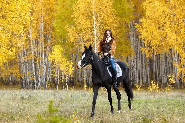 女骑士,与黑色的骑马秋日年轻漂亮女子肖像