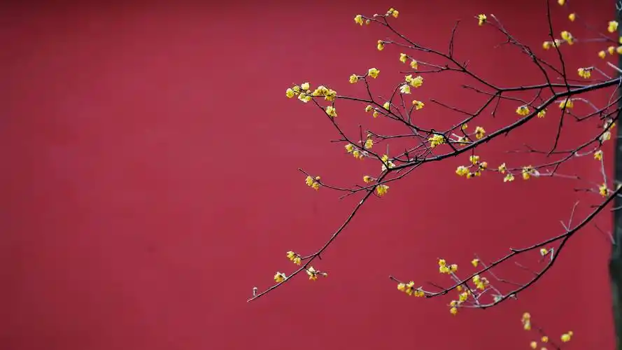 掩映着明孝陵的红墙,颇有韵味,黄色的小花高低错落,稀疏有致,每一朵