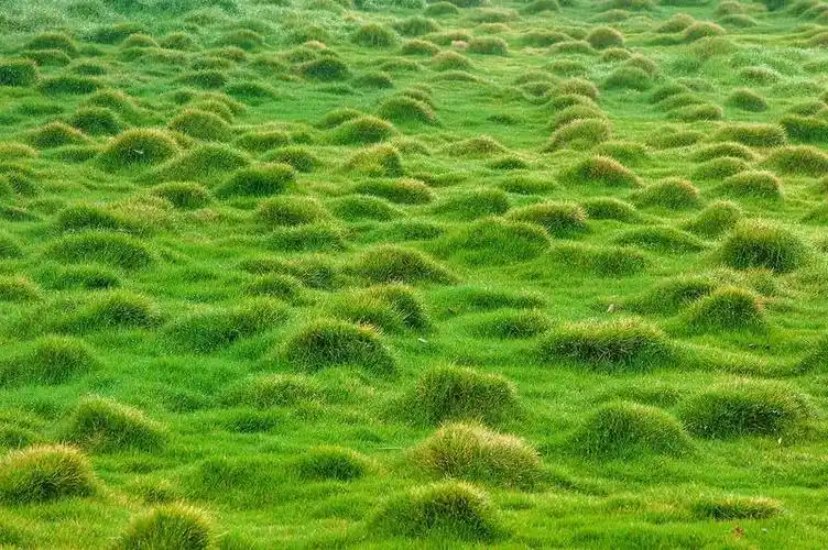 zoysia tenuifolia thiele