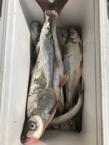 手竿钓翘嘴!感觉很不错