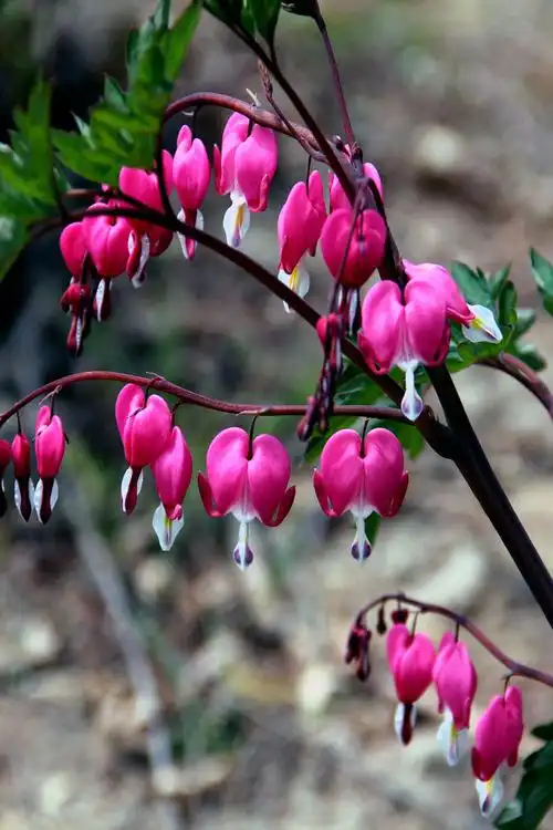荷包花的养殖方法