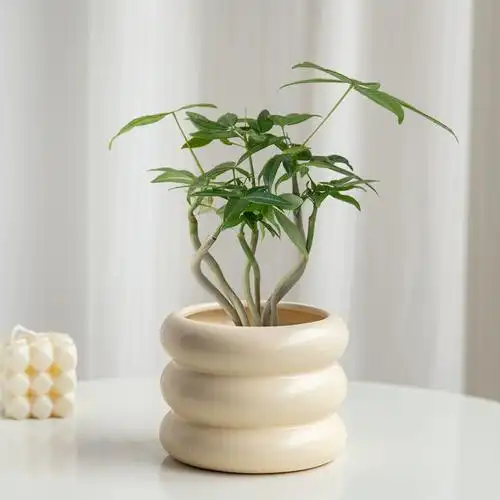 北欧ins风绿植奇趣发财树小众造型植物室内桌面花卉盆栽净化空气