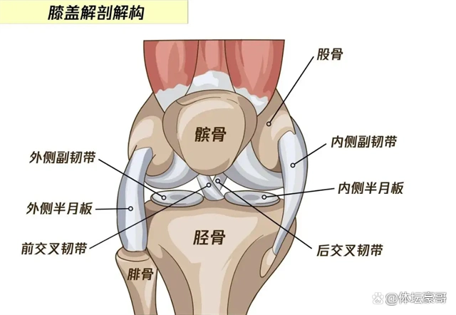膝关节是一种骨结构,其稳定性主要取决于周围的副韧带,交叉韧带,肌肉