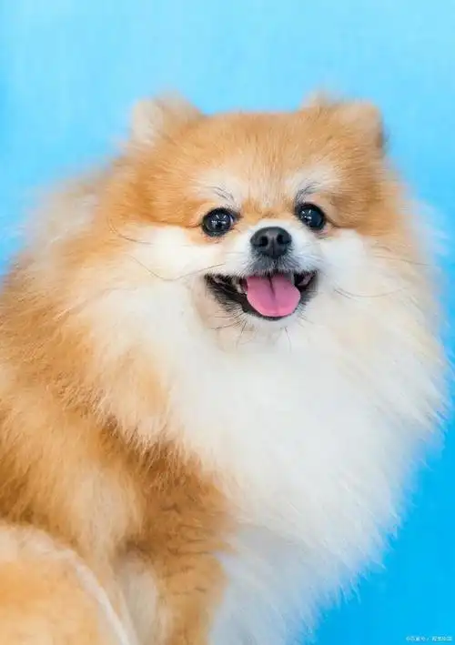 正确使用命令控制博美犬行为?六种情况下不要喊"博美犬"名字