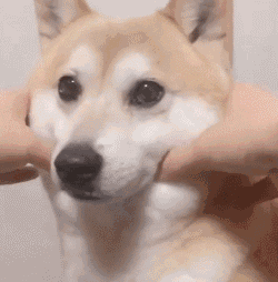 看了那么多视频,以后看到柴犬都想捏柴犬的脸颊怎么办?