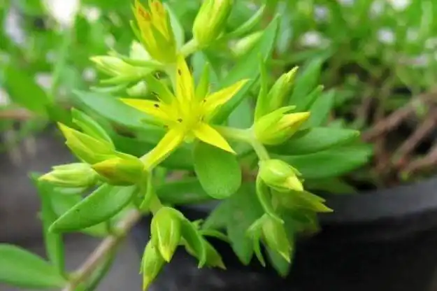 这种植物俗称"打不死的小强",在家里种几棵,又能驱蚊又能治病