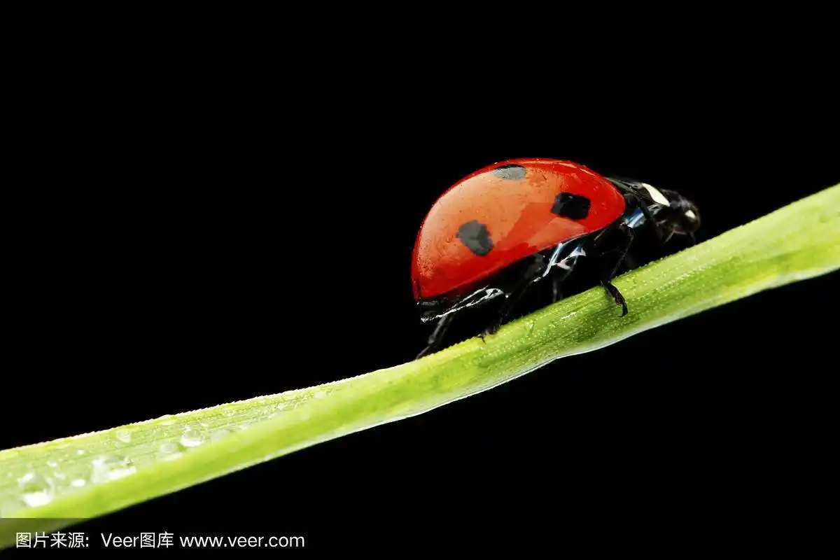 瓢虫孤立在黑色上