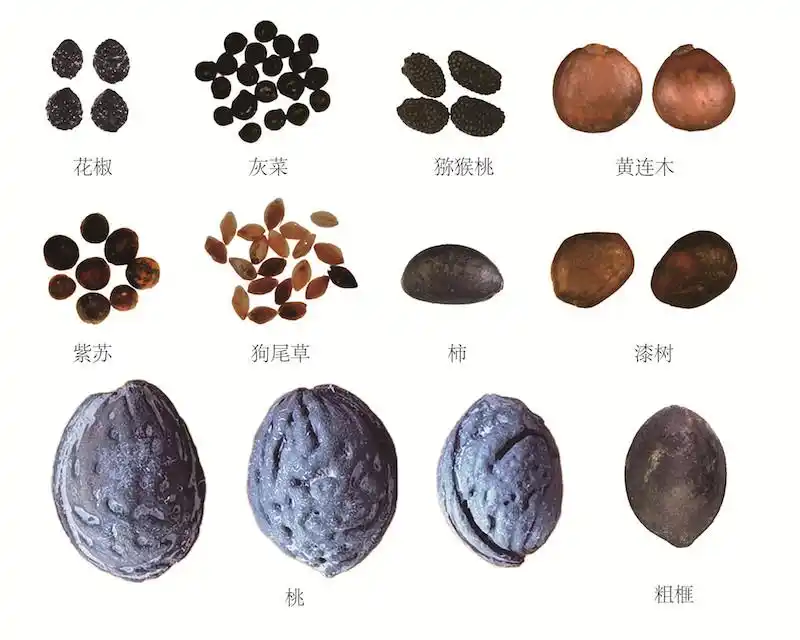 桃核等植物种子